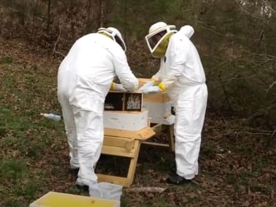 beekeepers at the golf club of tennessee
